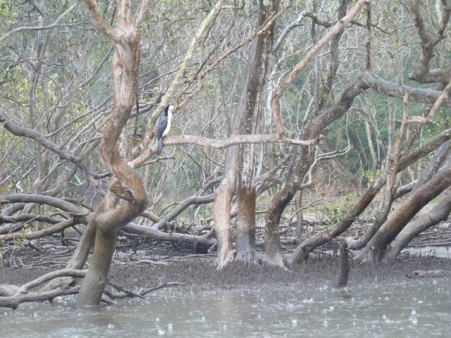 Mangroves Lane Cove